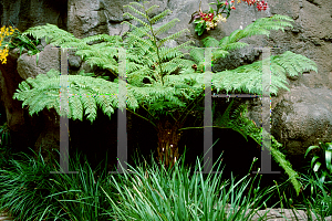 Picture of Cyathea cooperi 