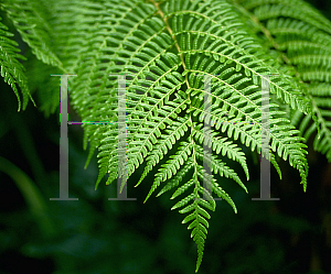 Picture of Cyathea cooperi 