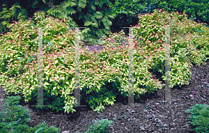 Picture of Spiraea japonica 'Goldflame'