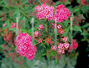 Picture of Spiraea japonica 'Anthony Waterer'