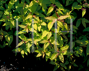 Picture of Spiraea japonica 'Goldflame'