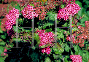 Picture of Spiraea japonica 'Dolchica'
