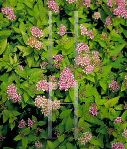 Picture of Spiraea japonica 'Limemound'