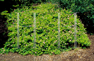 Picture of Spiraea japonica 'Limemound'