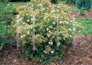 Picture of Spiraea japonica 'Little Princess'