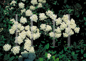 Picture of Spiraea nipponica 