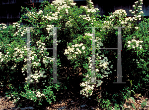 Picture of Spiraea nipponica 