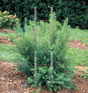 Picture of Spiraea nipponica 'Snowmound'