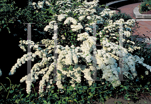 Picture of Spiraea trilobata 'Fairy Queen'