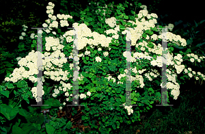 Picture of Spiraea trilobata 'Swan Lake'