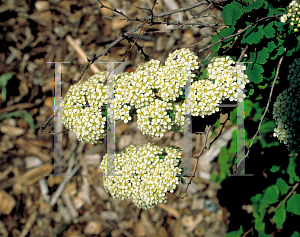 Picture of Spiraea trilobata 'Swan Lake'