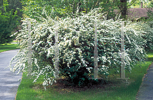 Picture of Spiraea cantoniensis 