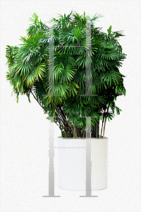 Picture of Rhapis humilis 