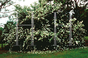 Picture of Stewartia malacodendron 