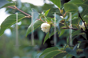 Picture of Stewartia monadelpha 