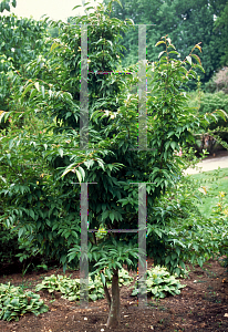 Picture of Stewartia monadelpha 