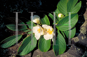 Picture of Stewartia ovata 