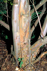 Picture of Stewartia ovata 