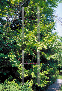 Picture of Stewartia ovata 