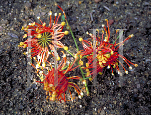 Picture of Stenocarpus sinuatus 