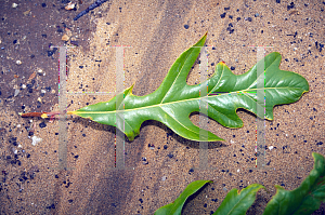 Picture of Stenocarpus sinuatus 