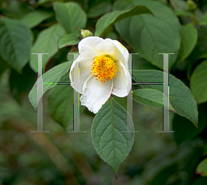 Picture of Stewartia pseudocamellia 