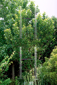 Picture of Styrax japonicum 'Emerald Pagoda'