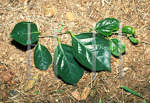 Picture of Styrax japonicum 