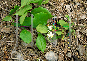 Picture of Styrax americanus 