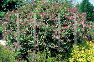 Picture of Syringa patula 'Miss Kim'