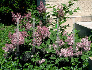 Picture of Syringa patula 'Miss Kim'