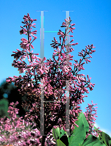 Picture of Syringa patula 'Miss Kim'