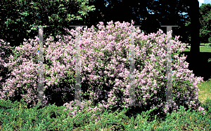 Picture of Syringa meyeri 'Palibin'