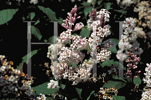 Picture of Syringa villosa 