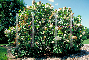 Picture of Syringa vulgaris 'Ellen Willmott'