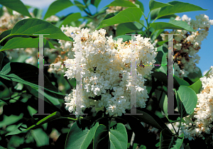 Picture of Syringa vulgaris 'Ellen Willmott'