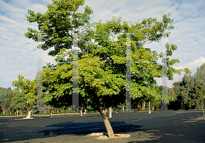 Picture of Tabebuia impetiginosa 