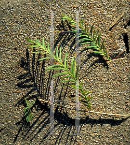 Picture of Taxodium mucronatum 