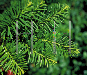 Picture of Taxus cuspidata 'Nana'