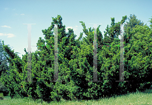 Picture of Taxus cuspidata 'Nana'