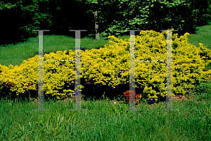 Picture of Taxus cuspidata 'Aurescens'