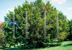 Picture of Taxus cuspidata 'Expansa'