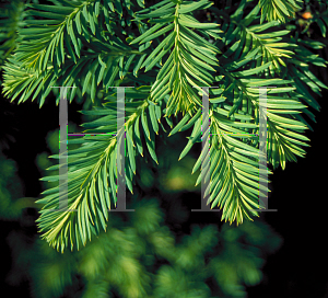 Picture of Taxus x media 'Farmen'