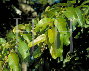 Picture of Terminalia arjuna 