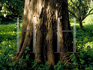 Picture of Terminalia chebula 