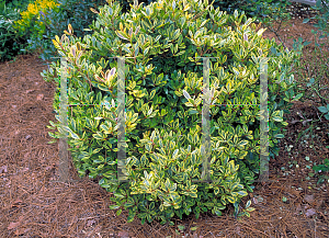 Picture of Ternstroemia gymnanthera 'Variegata'