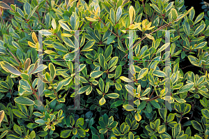 Picture of Ternstroemia gymnanthera 'Variegata'