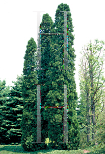 Picture of Thuja occidentalis 'Pyramidalis'