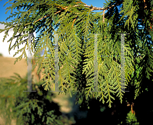 Picture of Thuja occidentalis 'Pendula'