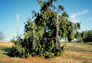 Picture of Thuja occidentalis 'Pendula'